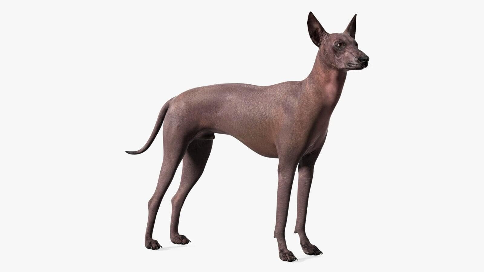Xoloitzcuintli puppies for sale near me