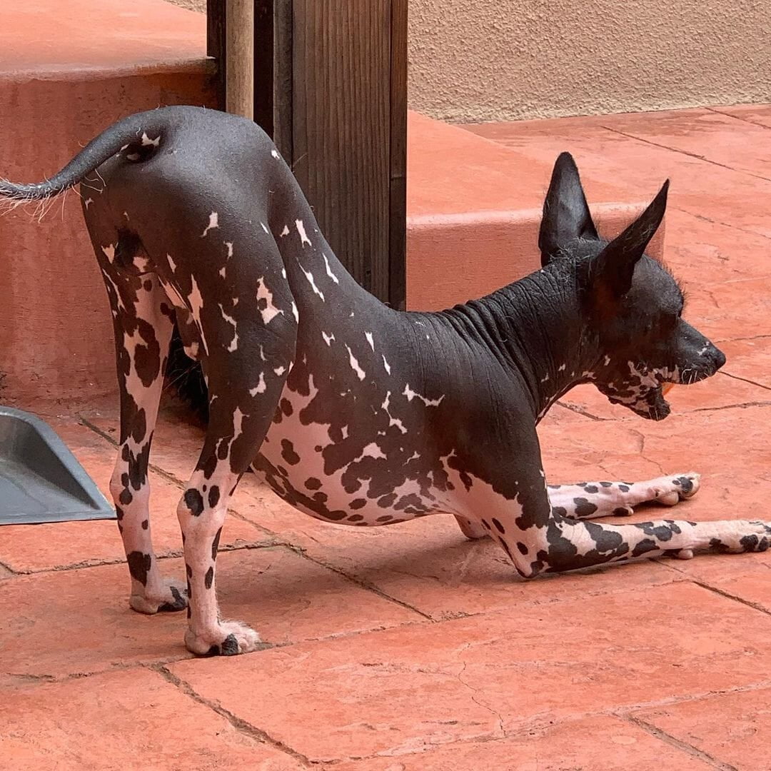 Mexican Hairless Dogs Near Me