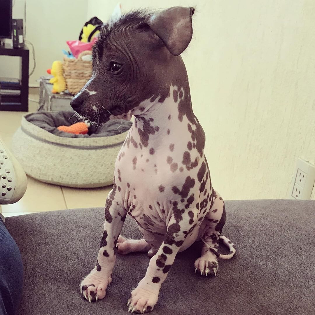 Xoloitzcuintli Puppies for sale