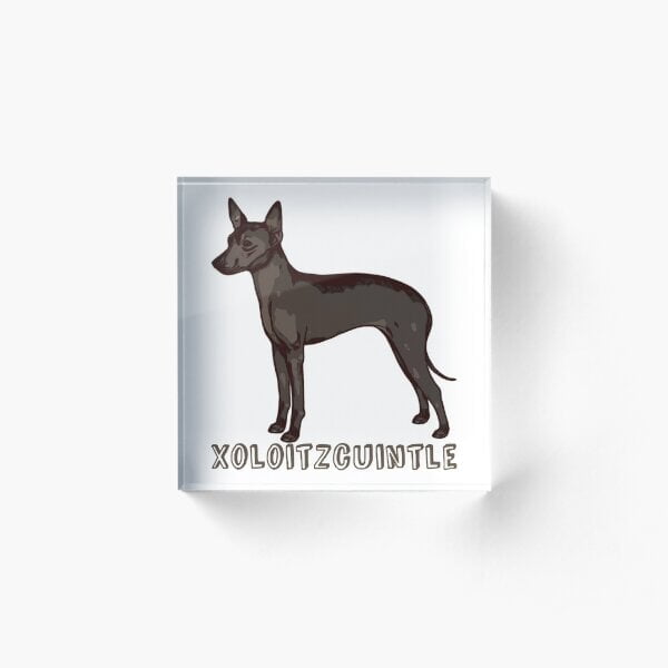 Robert Xoloitzcuintles Home